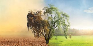Opere de arta radicale despre schimbarile climatice
